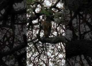 Be Guided With Professional Tour Guide And Enjoy Your Holiday In Tanzania Goodluck Kombe