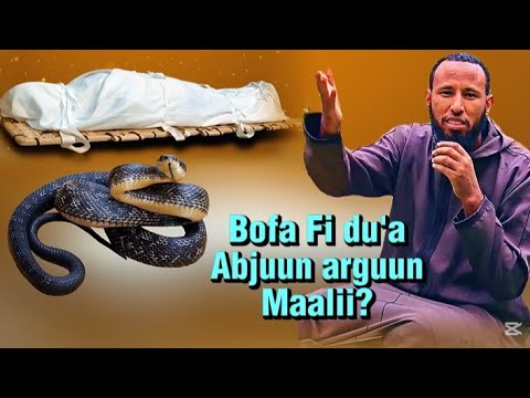 Bofa Abjuudhan Arguun Maalii Sh Sa Ad Aliyyii