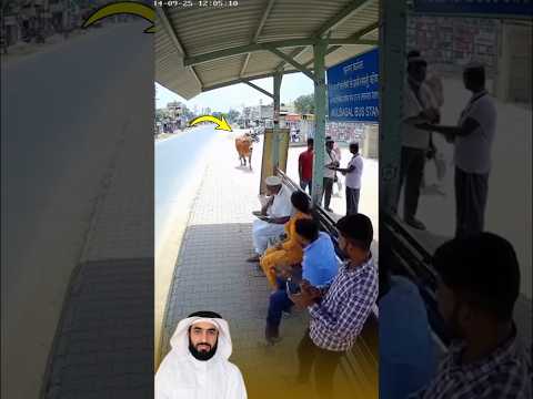 كان جميع الناس الجالسين في موقف الحافلة غافلين لكن الثور نبههم الى الخطر القادم في الوقت المناسب