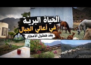 بعد المطر أجمل لحظات الرعي في أعالي الجبال مناظر من اعالي جبال بني مالك