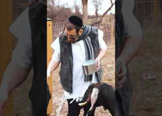 זאל זיין אזוי