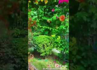ሱረቱል ዱሀ