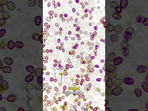 Mushroom Spores Through A HIGH POWERED MICROSCOPE