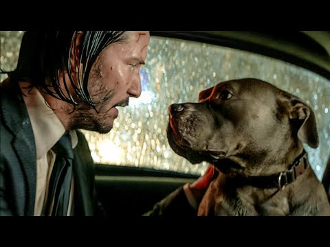 عضو فى المافيا بيقتل الكلب بتاعه فبيقرر ينتقم من عصابة المافيا كلها