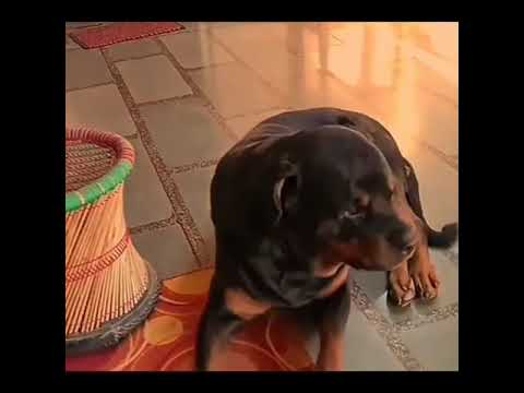 سکس سگ با دختر