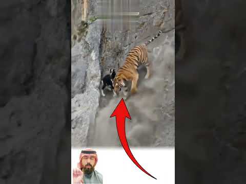 لا تحاول اللعب معي قد يكون اسقطك من الجبل أسرع مما تتوقع Hdeel اكسبلور لايك شرت