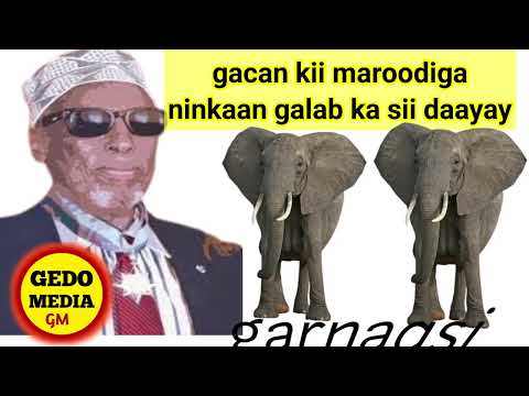 Dhoodaan Gacankii Maroodiga Subscribers Live