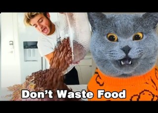  Do You Think Wasting Food Is FUNNY OR NOT Oscar S Funny World Funnycat Catsoftiktok