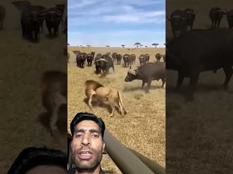 Buffalo Lion Fight Animals Wildliferescue Wildlife