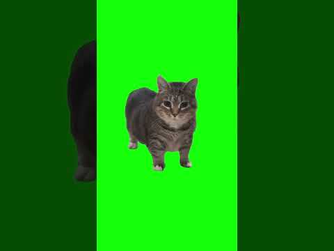 Oiiaoiia Cat Meme Green Screen Cat Catmeme Oiiaoiia Brainrot Cats Meme Fyp