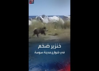 ظهور خنزير بري ضخم بالقرب من طريق السيارة في تونس يثير تفاعل رواد مواقع التواصل