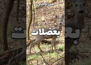 ليش نقار الخشب مايصدع