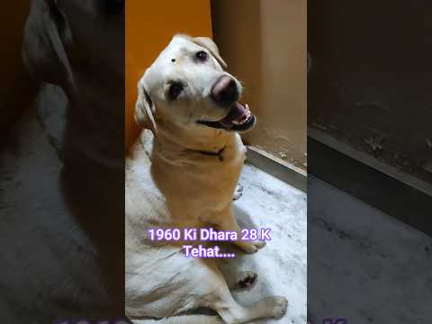 Water Will Come Out By Digging Newshorts Cutelabrador Funny Comedy Ytshorts Dogshorts Fu