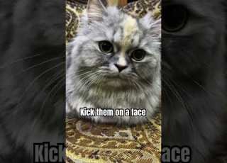 Findest Du Das Eine Gute Idee Katzenvideos LustigeKatze Katzenvideos SüßeKatze ViraleVid