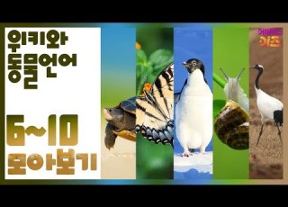  KBS키즈 위키와 동물언어 KBS 자동공부책상위키 동물언어 모아보기 거북 나비 펭귄 달팽이 두루미