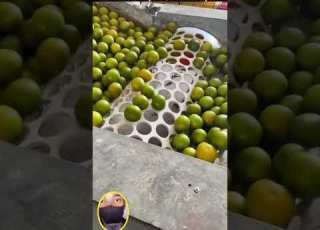 Fruits Puts In Box Size By Size Shorts Viral Youtubeshorts Gyanfactz