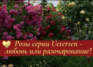 Розы серии Uetersen любовь или разочарование