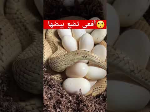 هل سبق لك ان رأيت أفعى تبيض