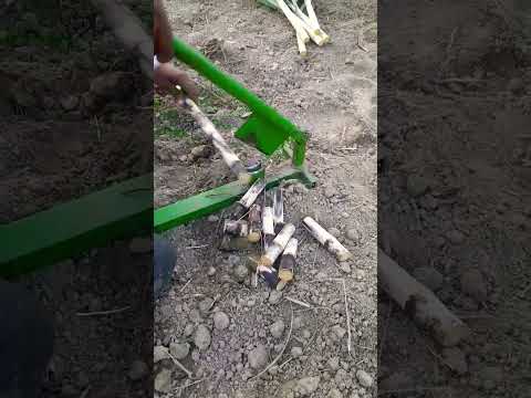 Sugarcane Bud Cutting Sugarcanefarming Ganna Kisan Agriculture