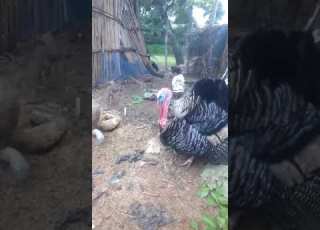 Ufugaji Wa Bata Mzinga