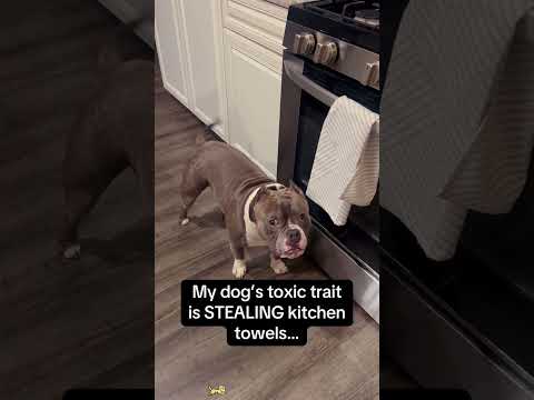 Best Videos Of The Year You Must Watch ShortVideo Trending