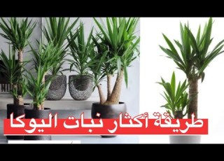 سر إكثار نبات اليوكا وطريقة العناية فيه خطوة بخطوة