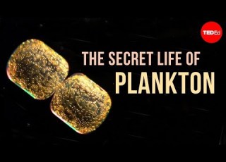 The Secret Life Of Plankton