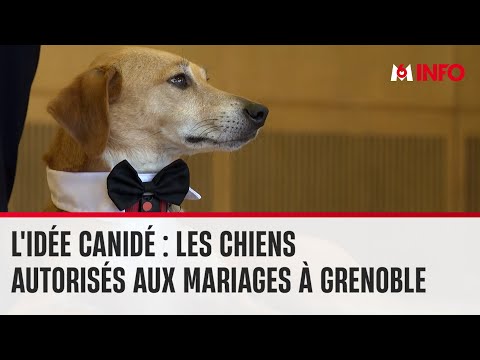 Les Animaux Unis Aux Mariages