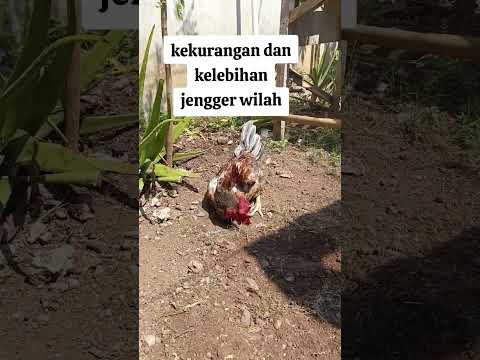Jengger Wilah Ayambangkokekorlidi Ayam Aseelmurga Ayamkampung