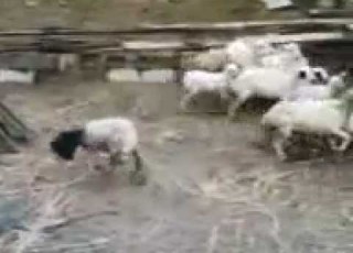 The SCARY SHEEP Socially Awkward Sheep