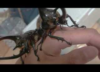  ネプチューンオオカブト