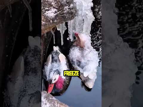 ع ثر على هذه الطيور متجمدة تماما شورت ع ثر على هذه الطيور متجمدة تماما شورت