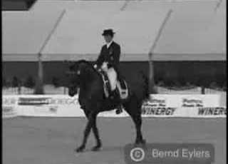Horses When You Look Me In The Eyes Lyrics