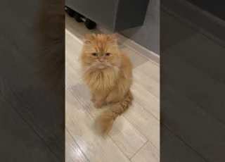 Music Song Cat