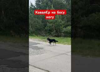  КавалЄр собака життя весна
