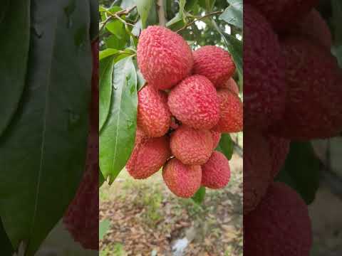 40RS Litchi Litchi Shorts