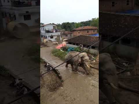 الفيل الغاضب في الهند Angry Elephant In India