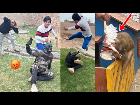 Waleed Vs Bat Man Fighting Monkey Ny Kabotar Mar Dala