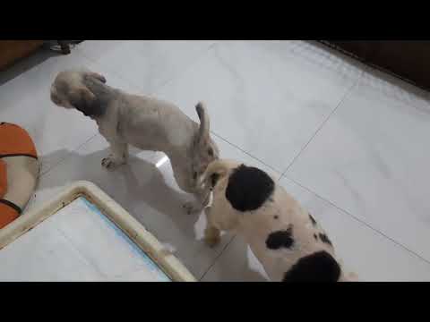 جفتگیری موفق در سگ