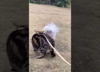 Shorts Are You Being Polite Funny Cat Dog Fyp Foryou