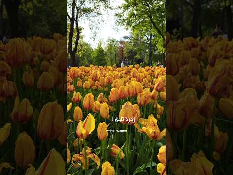 نقيلي أحلى زهرة يافراشة نقيلي بدون موسيقى تصويري اسطنبول