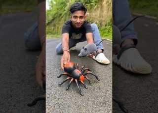  Mouse Toy Vs Rc Spider Toy Short Video