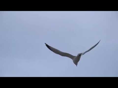 انا شعرى شاب احمد شيبه واوكا وارتيجا