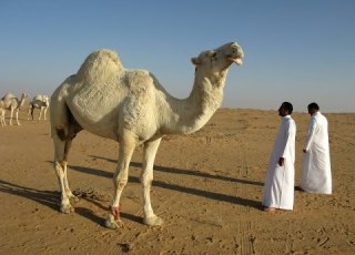  انواع الجمال الابل