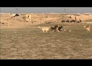  عراك كلاب عراك حيوان ت