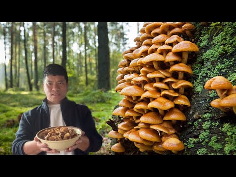2026 Ko First Wild Mushroom Recipe Rimbick Rural Village Life