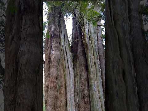 Giant Old Tree In Alishan Taiwan