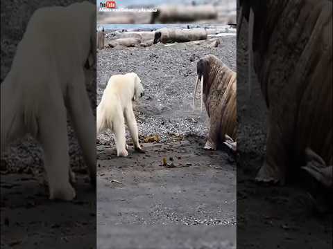 دب يصطاد حيوان الفظ الضخم