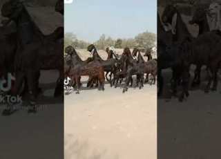  Dancing Goat ड स करन व ल बकर