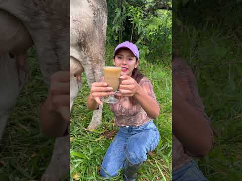 Delicious Coffee With Milk Straight From The Cow S Udder